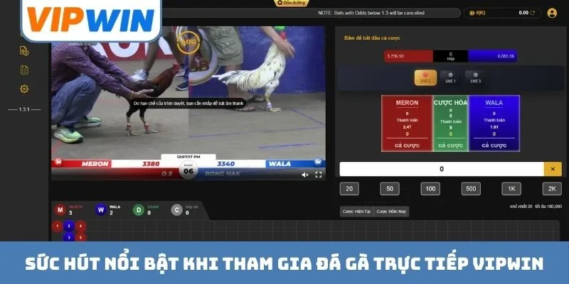Sức hút nổi bật khi tham gia đá gà trực tiếp VIPWIN